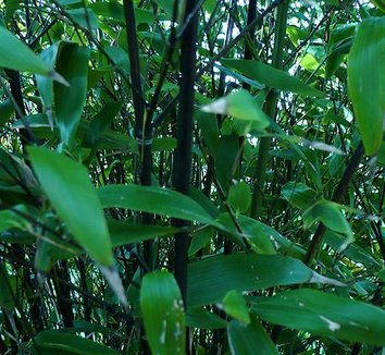 Phyllostachys nigra 5 form