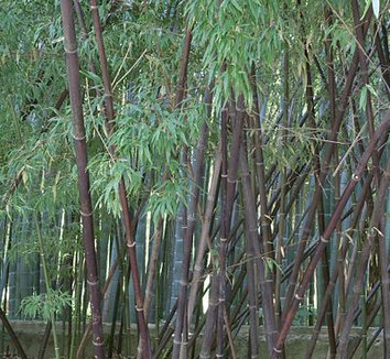 Phyllostachys nigra 4 form