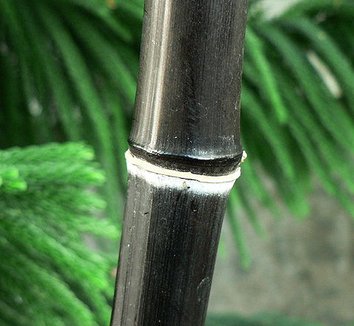 Phyllostachys nigra 3
