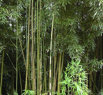 Phyllostachys nigra 2 form, habitat