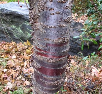 Prunus serrula 10 bark