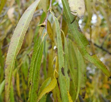 Salix udensis 'Sekka' 2