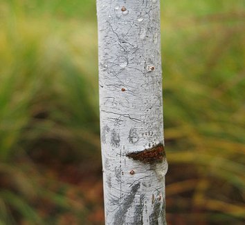 Salix udensis 'Sekka' 4