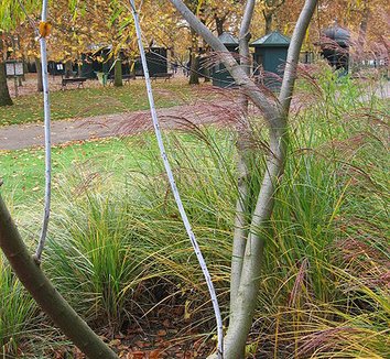 Salix udensis 'Sekka' 6 form
