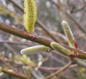 Salix udensis 'Sekka' 8