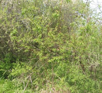 Salix udensis 'Sekka' 1 form