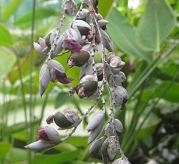 Thalia dealbata 3 flower