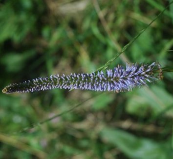 Veronicastrum virginicum 1 flower