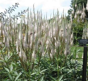 Veronicastrum virginicum 10 flower