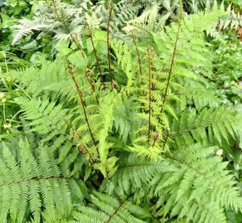 Athyrium filix-femina var. angustum 'Lady in Red' 12