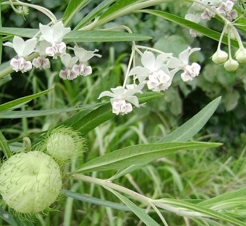 Asclepias physocarpa 1 flower