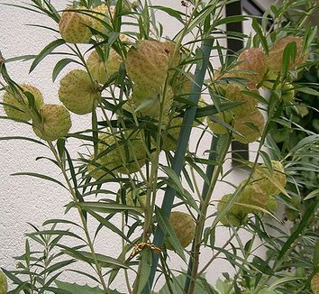 Asclepias physocarpa 2 form