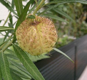 Asclepias physocarpa 7