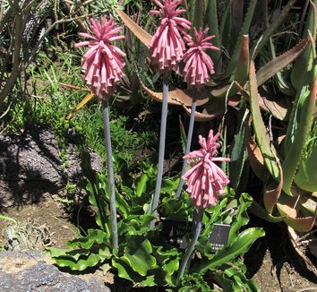 Veltheimia bracteata 3 flower