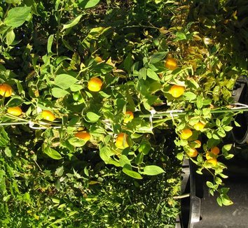 Capsicum pubescens 'Golden' 1 form