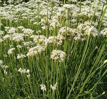 Allium tuberosum 2 flower