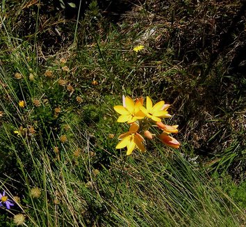 Ixia dubia Orange Ixia plant lust