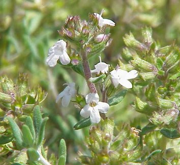 Thymus fragrantissimus 1 flower