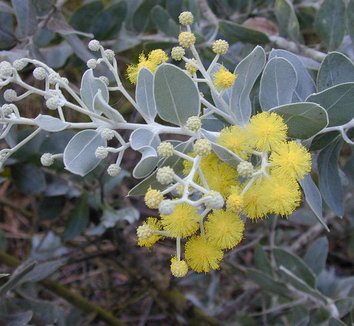 Acacia podalyriifolia 6 flower