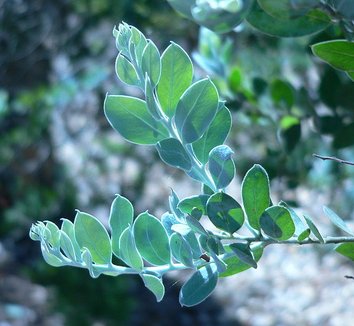 Acacia podalyriifolia 7