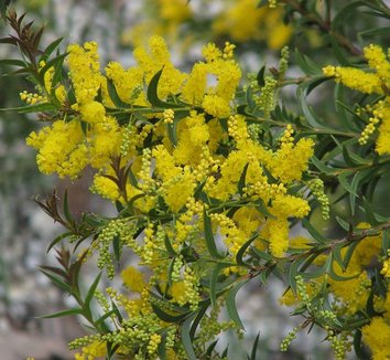 Acacia triptera 3 flower