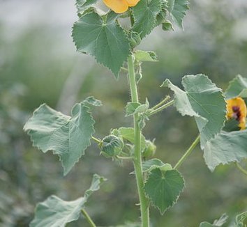 Abutilon indicum 4 flower, form