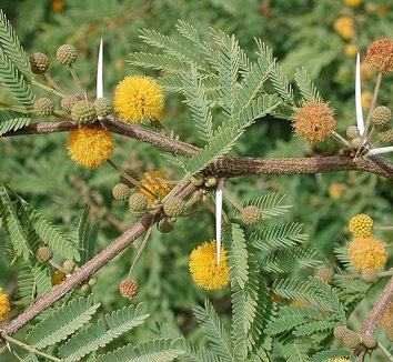 Acacia farnesiana 1 flower