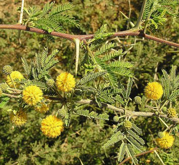 Acacia farnesiana 8 flower