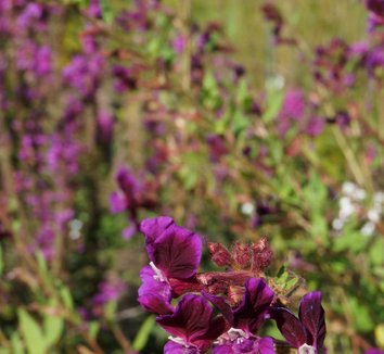 Cuphea viscosissima Tall Violet Cuphea plant lust