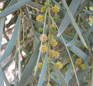 Acacia pendula 6 flower
