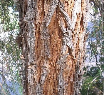 Acacia pendula 5