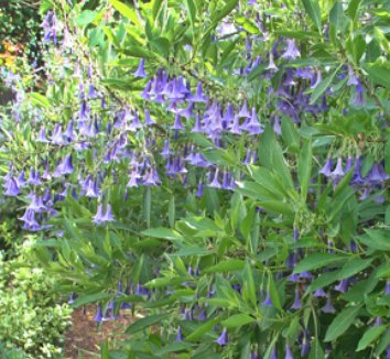 Acnistus australis | Dunalia australis | Iochroma australe | Blue Angel