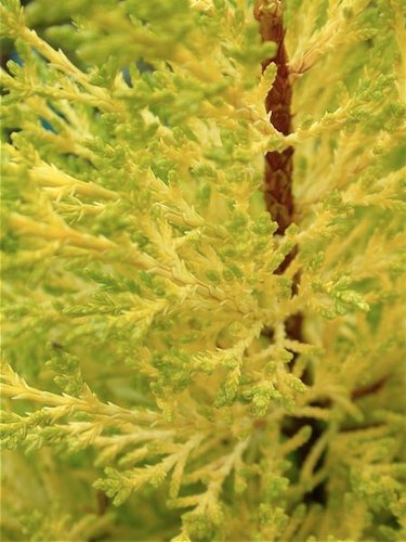 cupressus macrocarpa citriodora citriodora monterey cupressus macrocarpa citriodora citriodora monterey