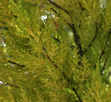 cupressus macrocarpa citriodora citriodora monterey cupressus macrocarpa citriodora citriodora monterey