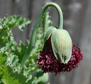Papaver somniferum &lsquo;Black Swan&rsquo; | Papaver x hybridum &lsquo;Black Swan