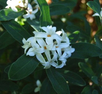 Daphne x transatlantica 'Eternal Fragrance' 18361 1 flower