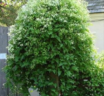 Clematis terniflora 10 form