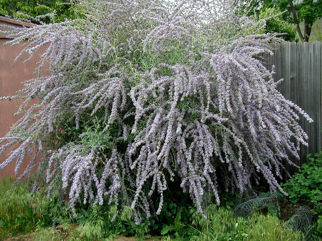 Photo #29693 | Buddleja alternifolia 'Argentea' | plant lust