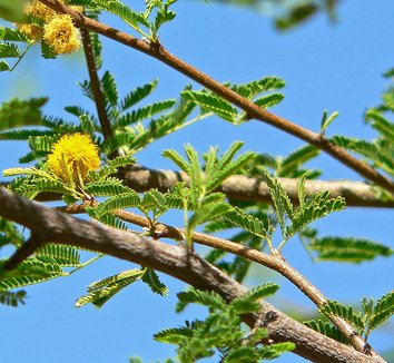 Acacia farnesiana 4 flower