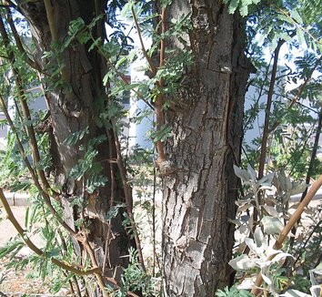 Acacia farnesiana 2