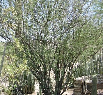 Acacia farnesiana 7 form