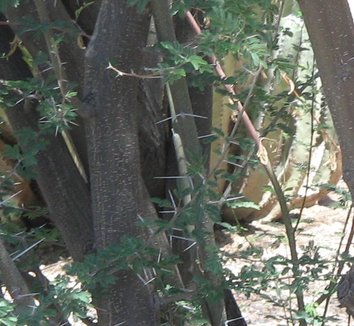 Acacia farnesiana 6