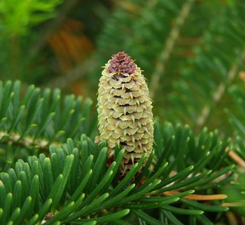 Abies fraseri 8 cones