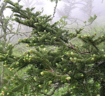 Abies fraseri 4