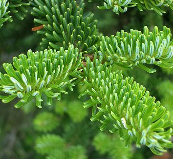 Abies fraseri 2