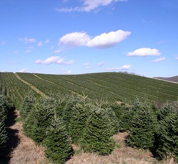 Abies fraseri 9 farm