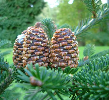 Abies fraseri 1 cones