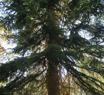 Abies fraseri 10 flower