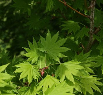 Acer japonicum 1