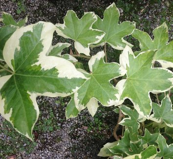 x Fatshedera lizei 'Angyo Star' 9